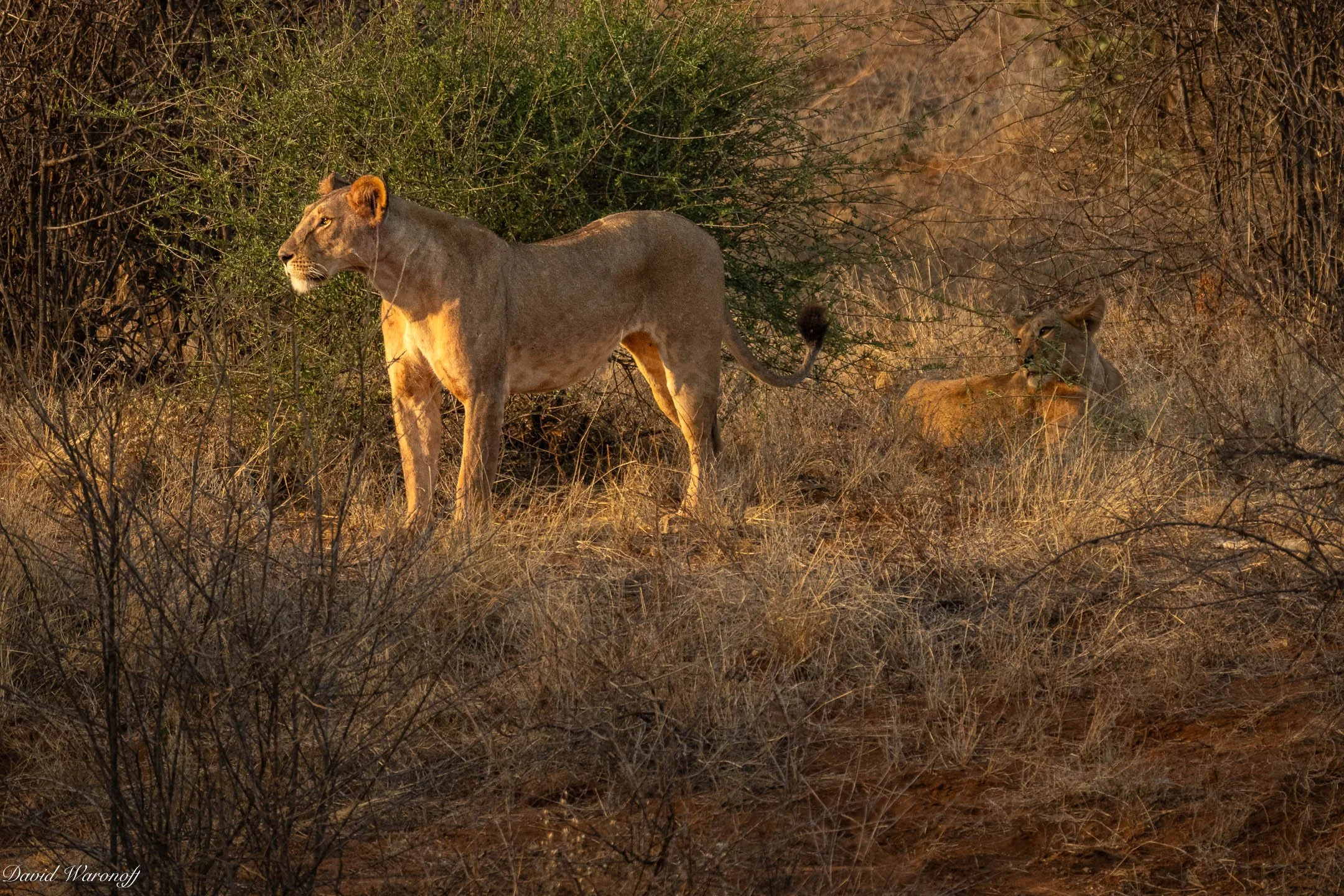 Samburu-91080.jpg