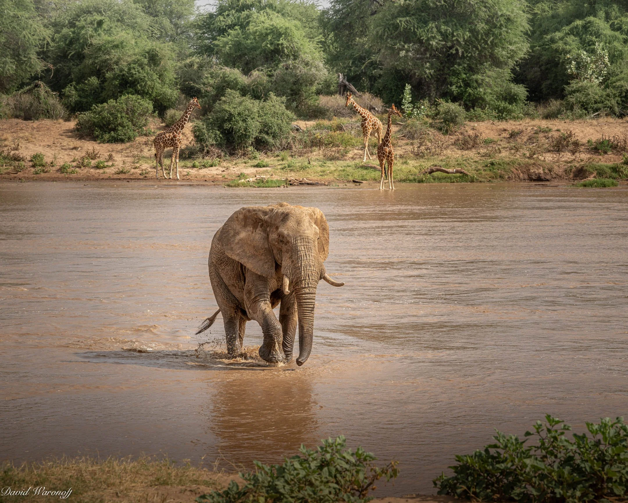 Samburu-92877.jpg