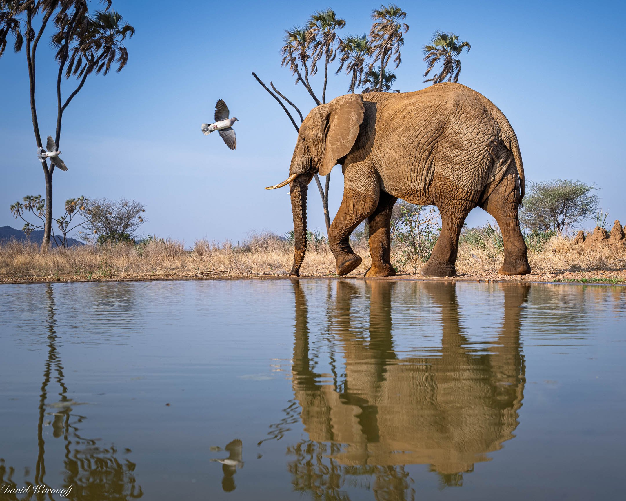 Samburu-93220.jpg