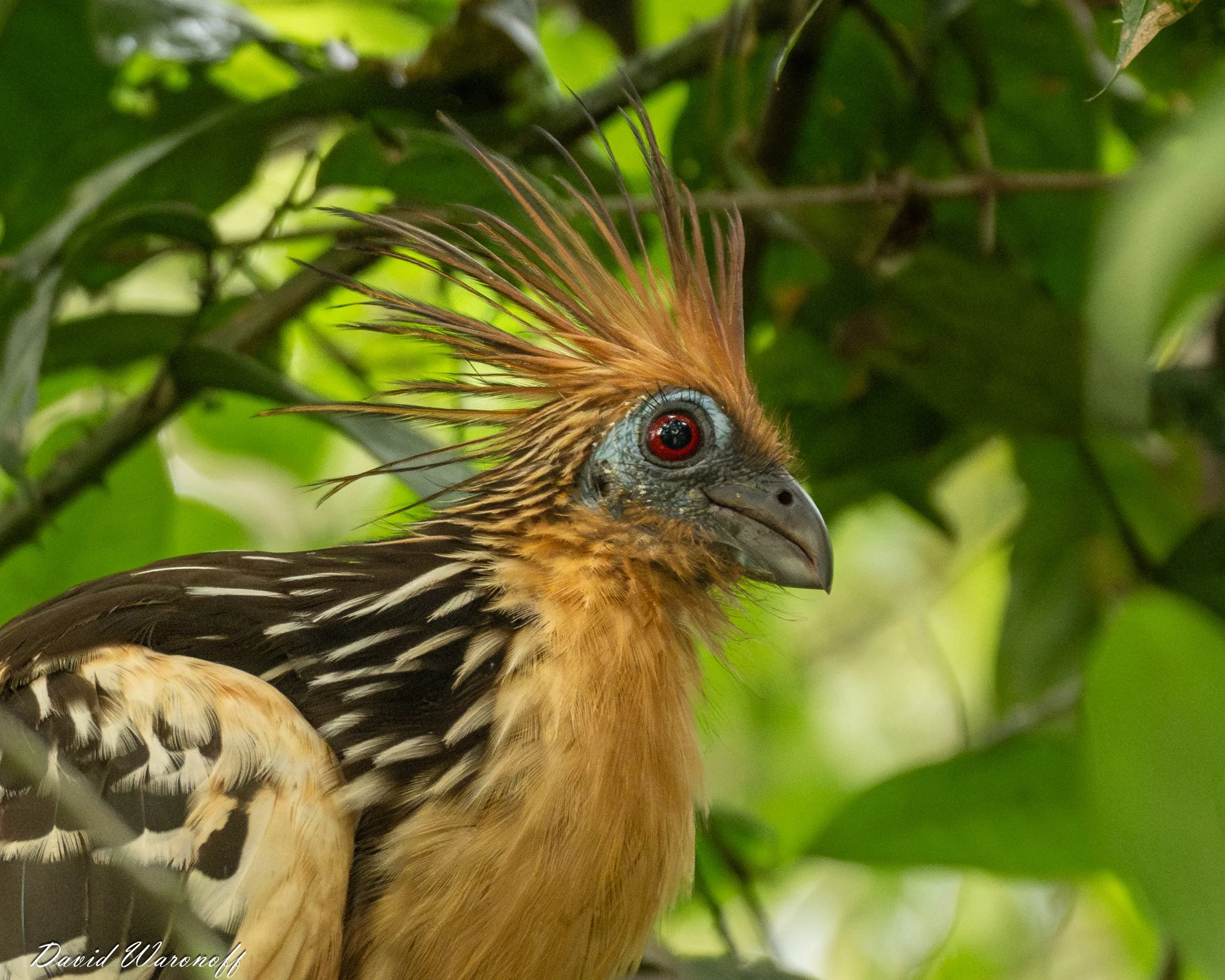 Hoatzin_DW93955-Enhanced-NR.jpg