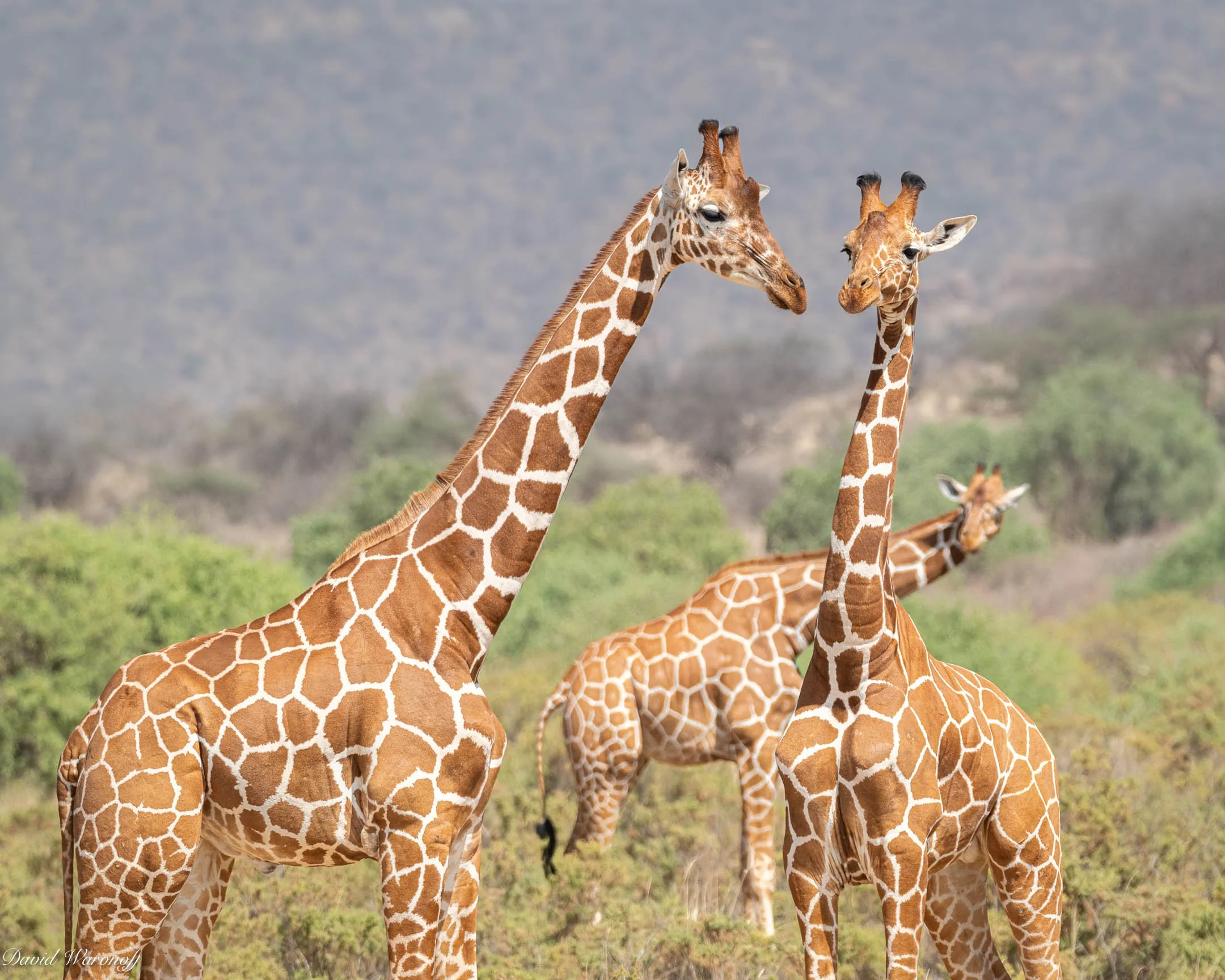 Samburu-86395.jpg