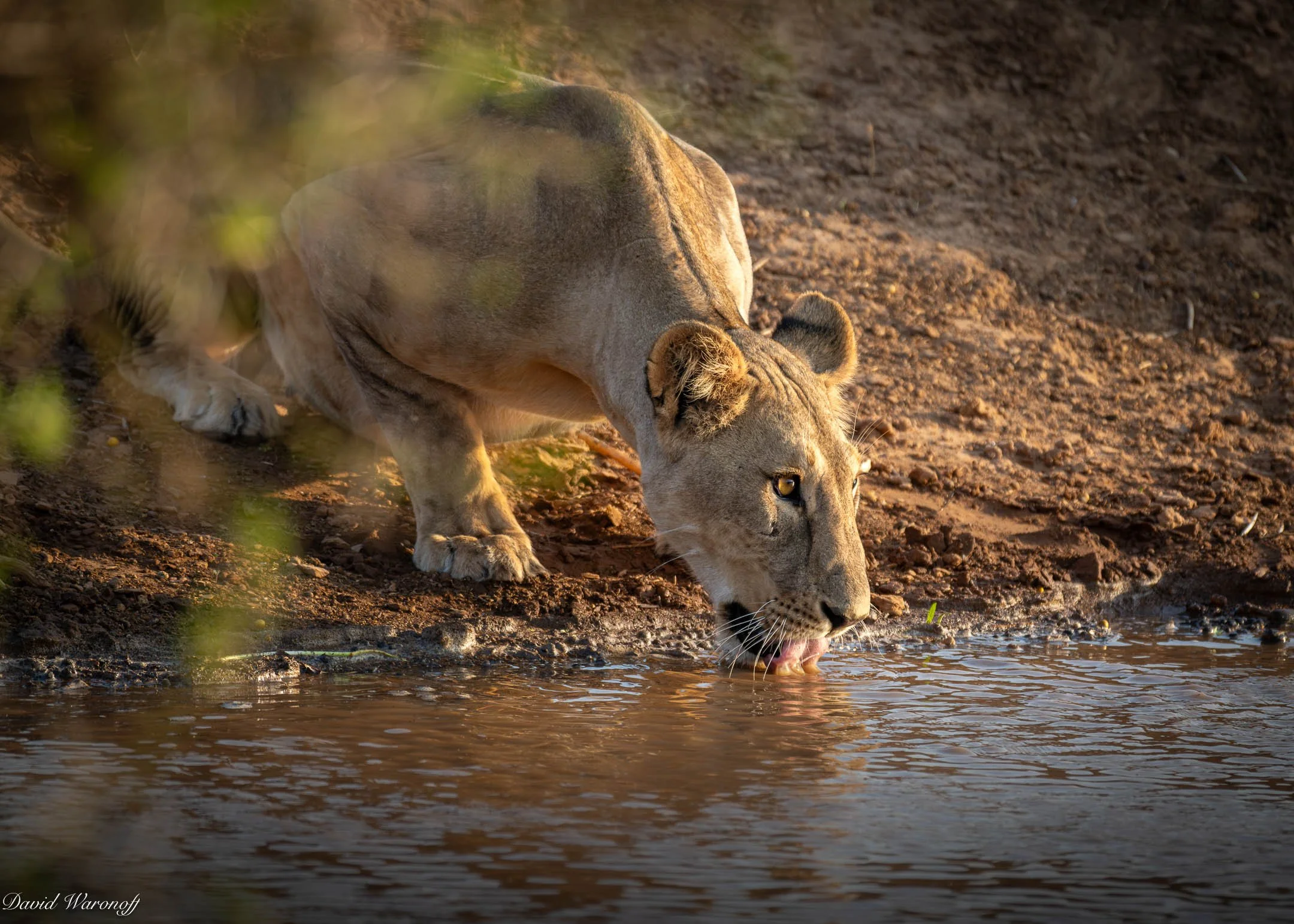 Samburu-85848.jpg