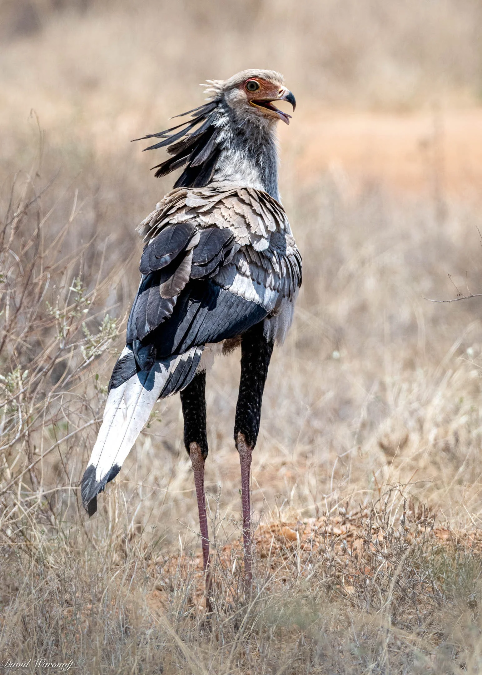 Samburu-85048.jpg