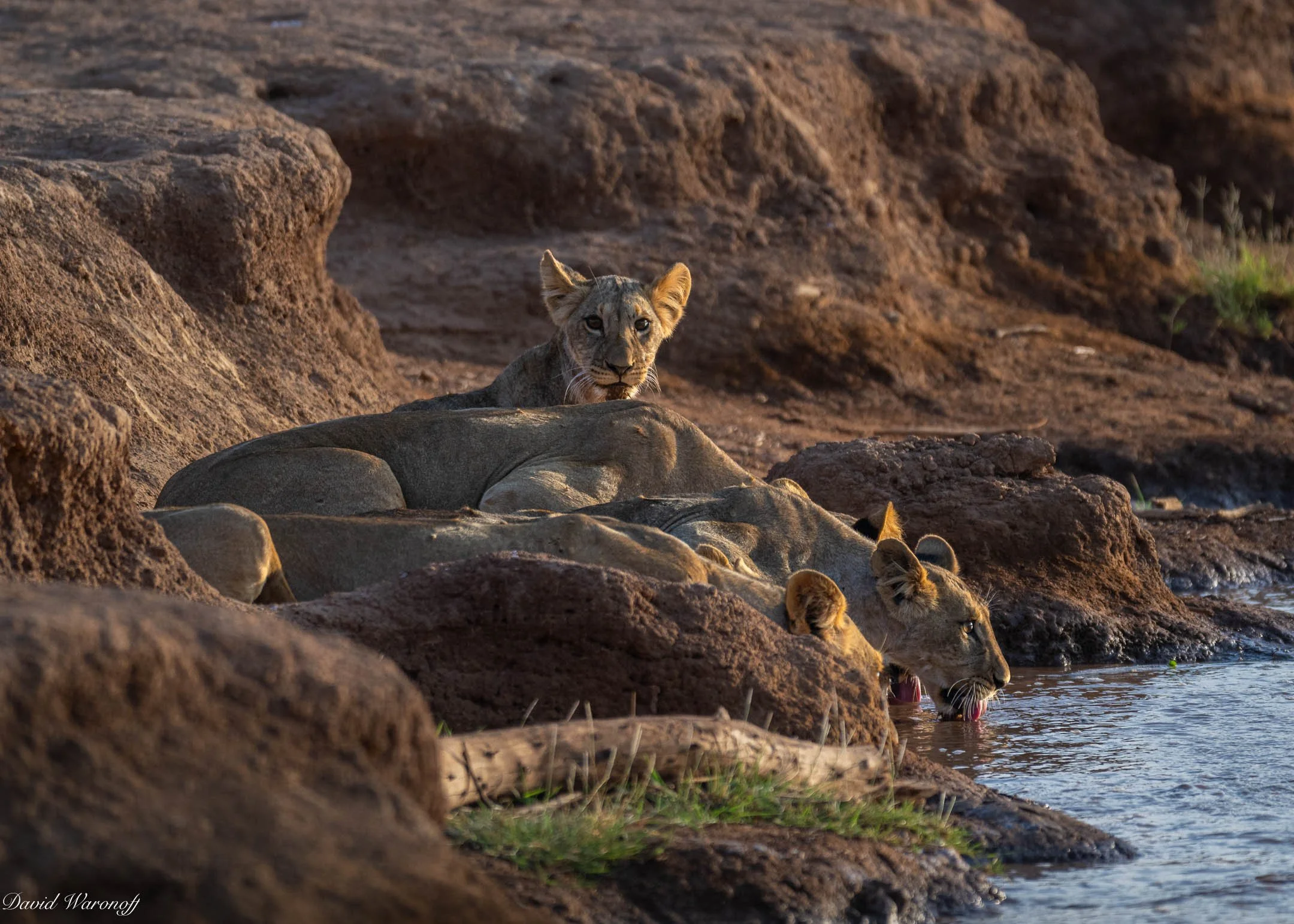 Samburu-85904.jpg