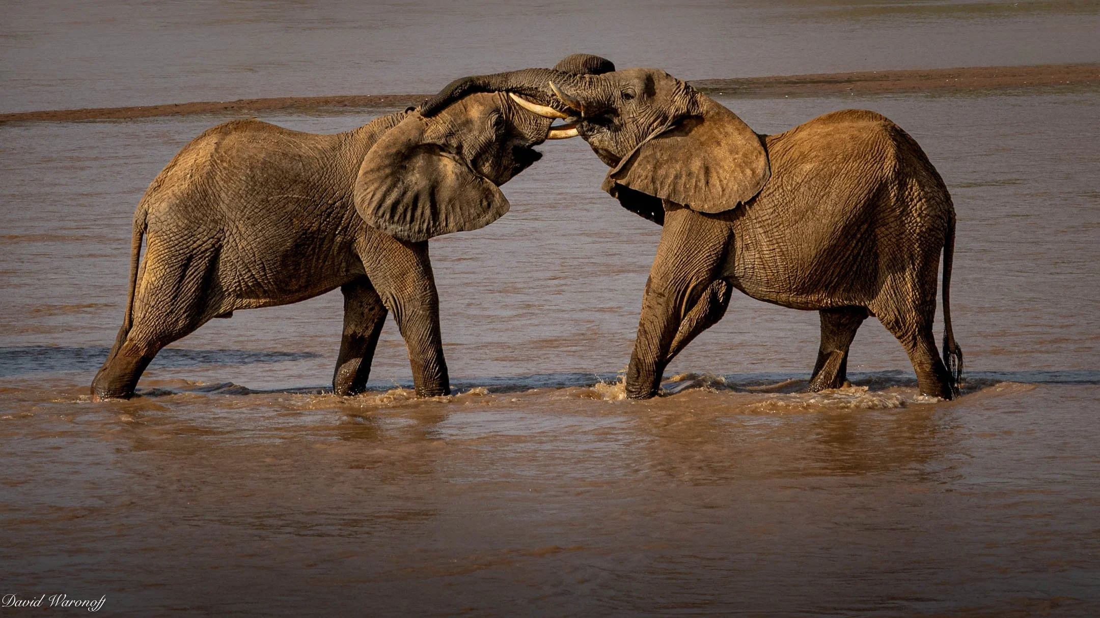 Samburu-92276.jpg