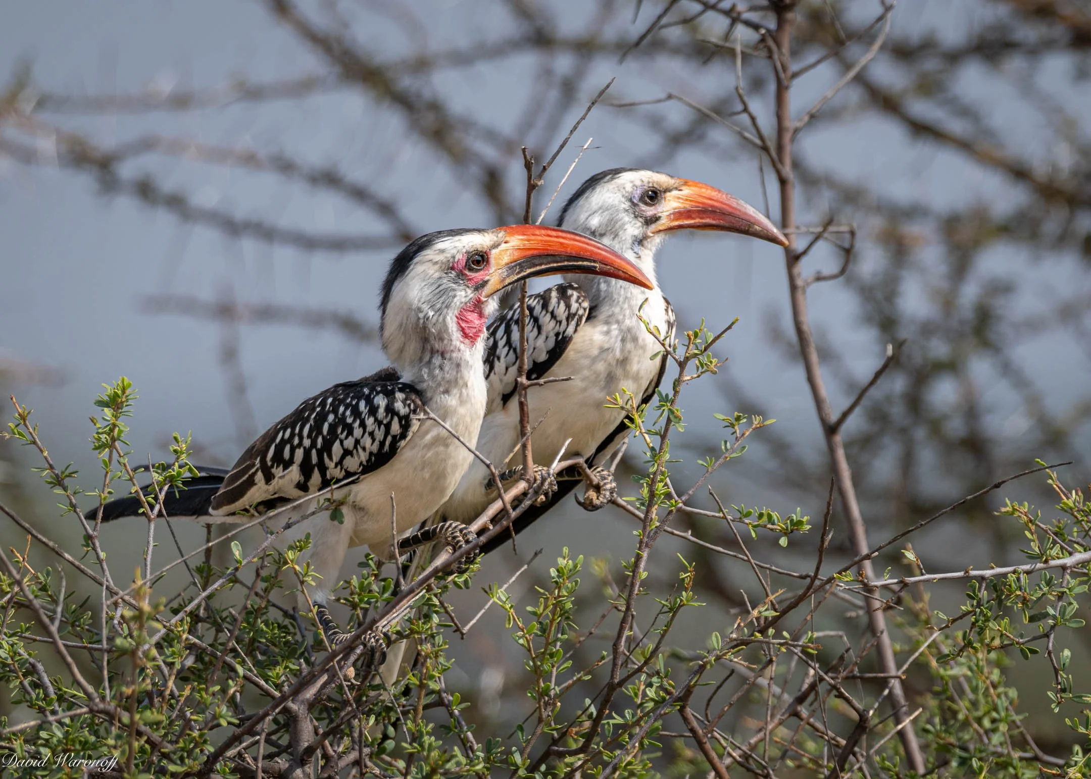 Samburu-83591.jpg