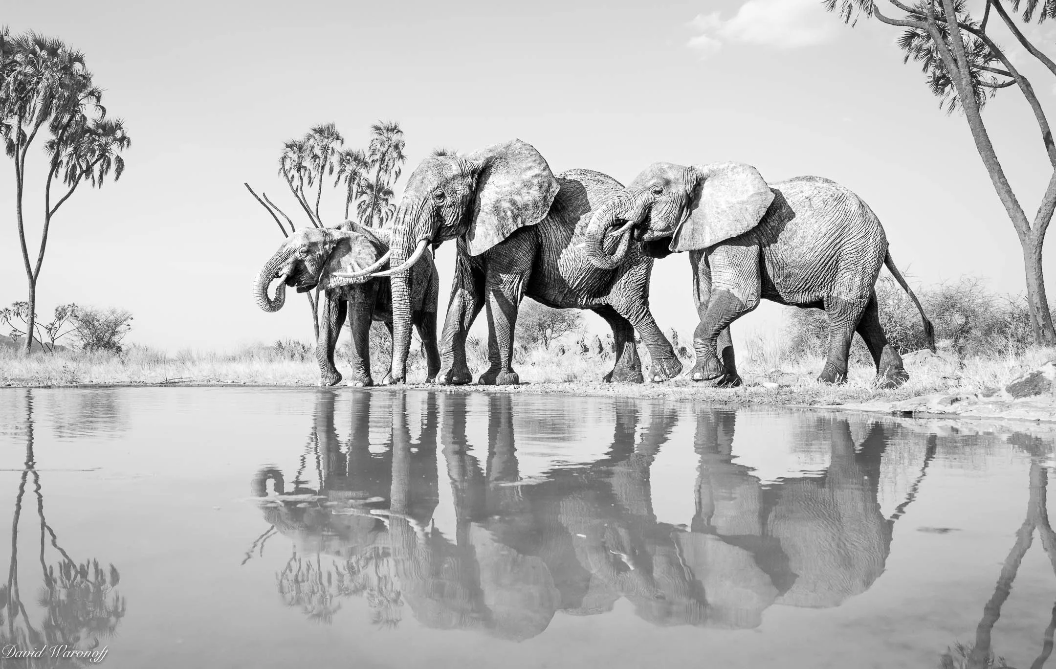 Samburu-93078.jpg