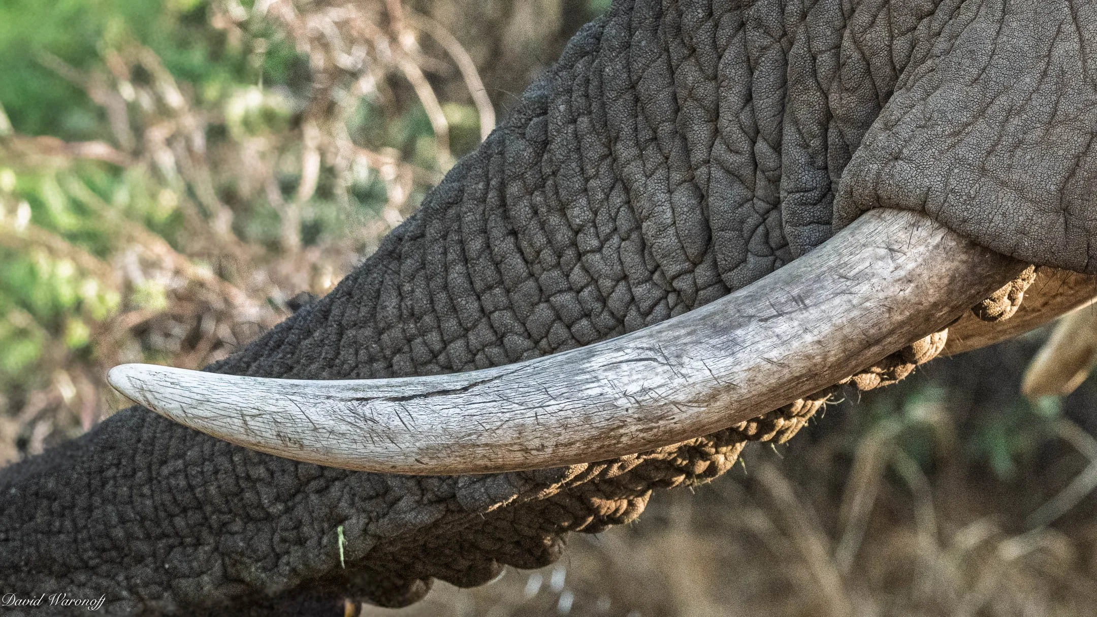 Samburu-84083.jpg