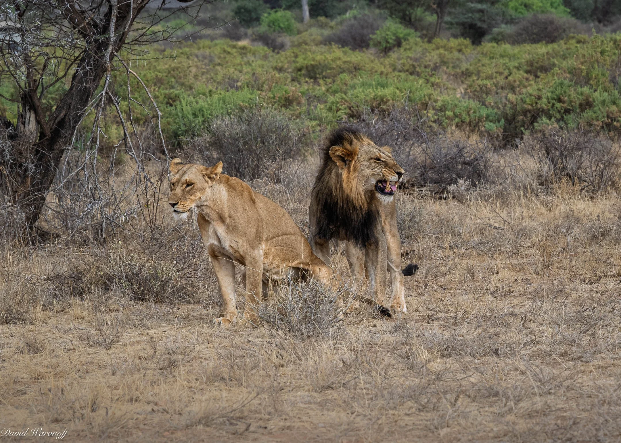 Samburu-92945.jpg