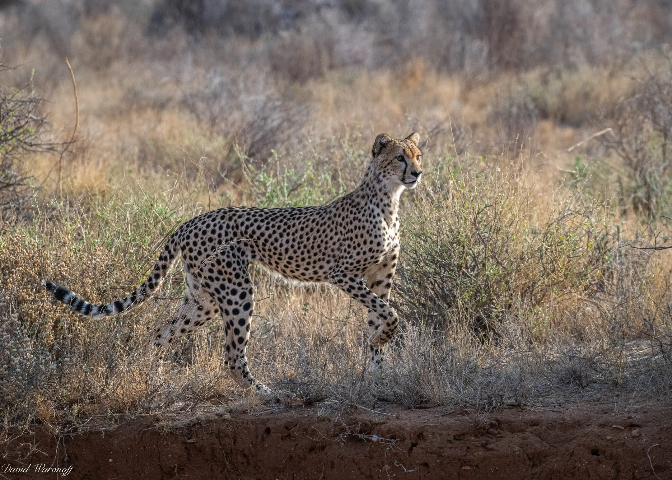 Samburu-85317.jpg