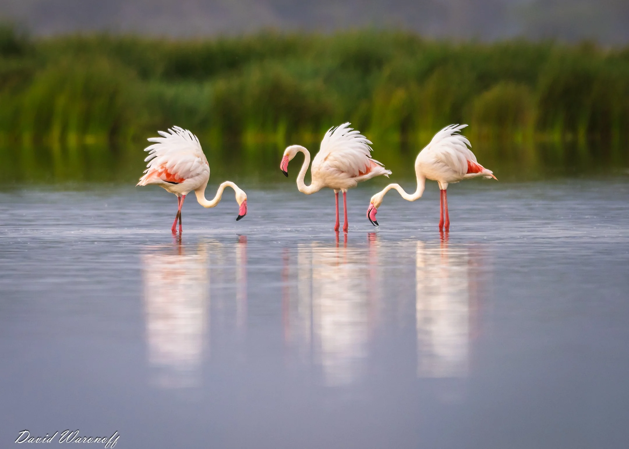_0Z83487-Edit.jpg