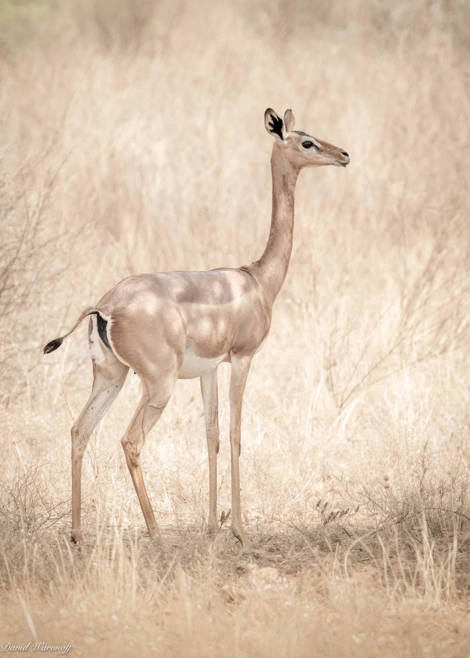 Samburu-99200.jpg