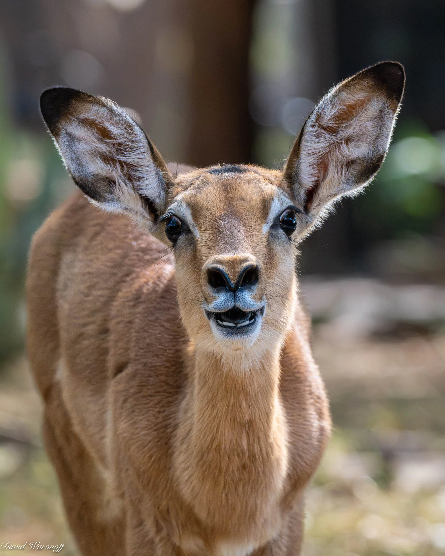 Samburu-86393.jpg