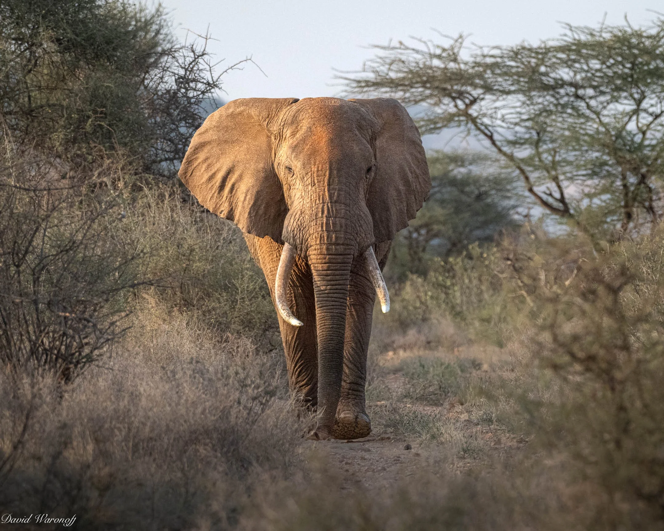 Samburu-85561.jpg
