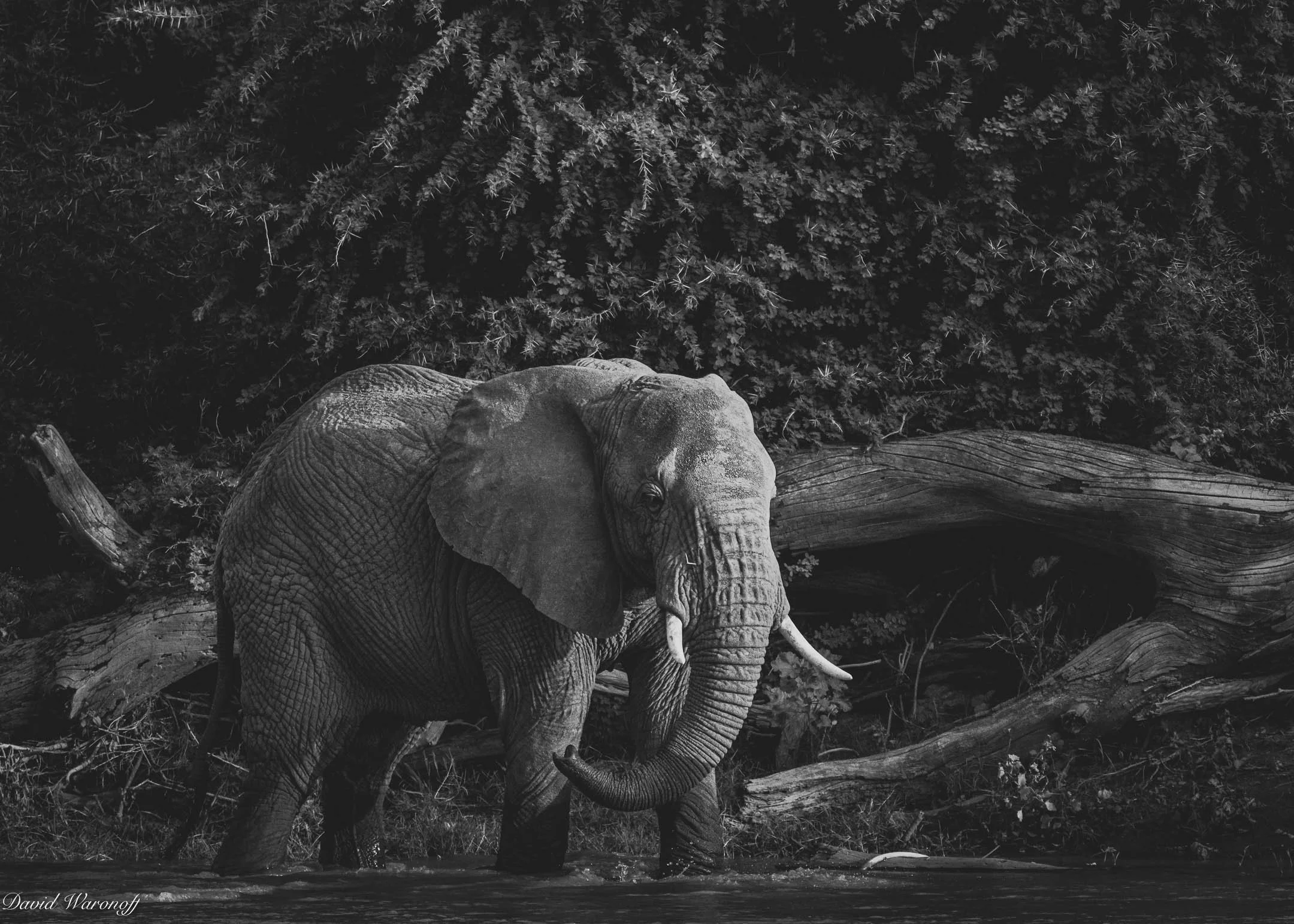 Samburu-98766.jpg