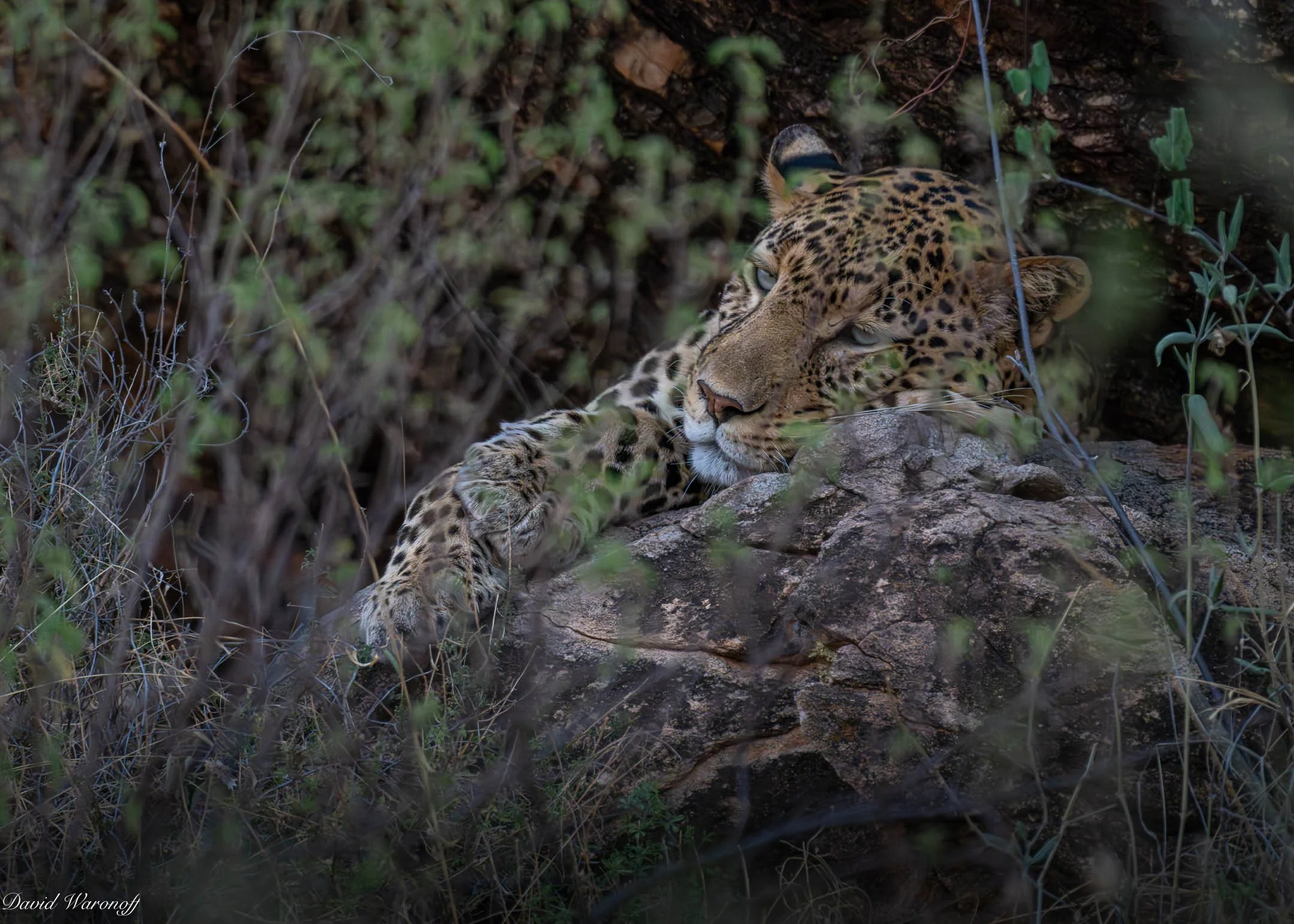 Samburu-85567.jpg