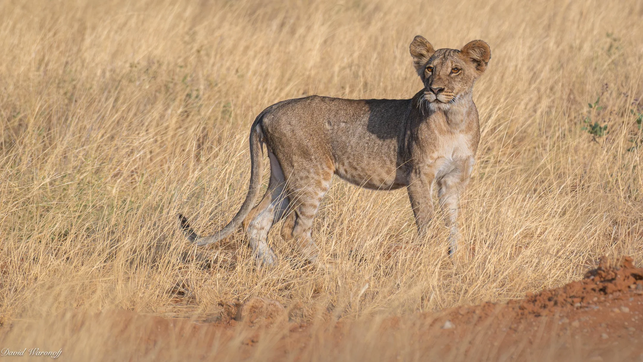 Samburu-86074.jpg