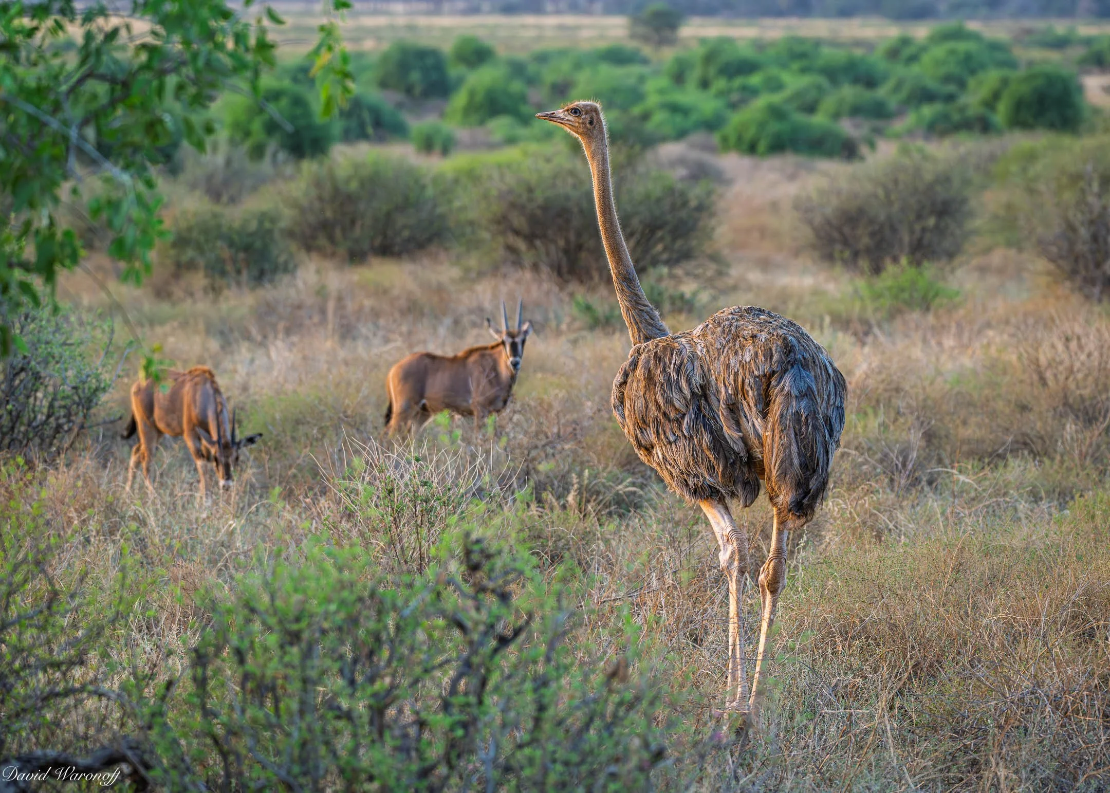 Samburu-90936.jpg