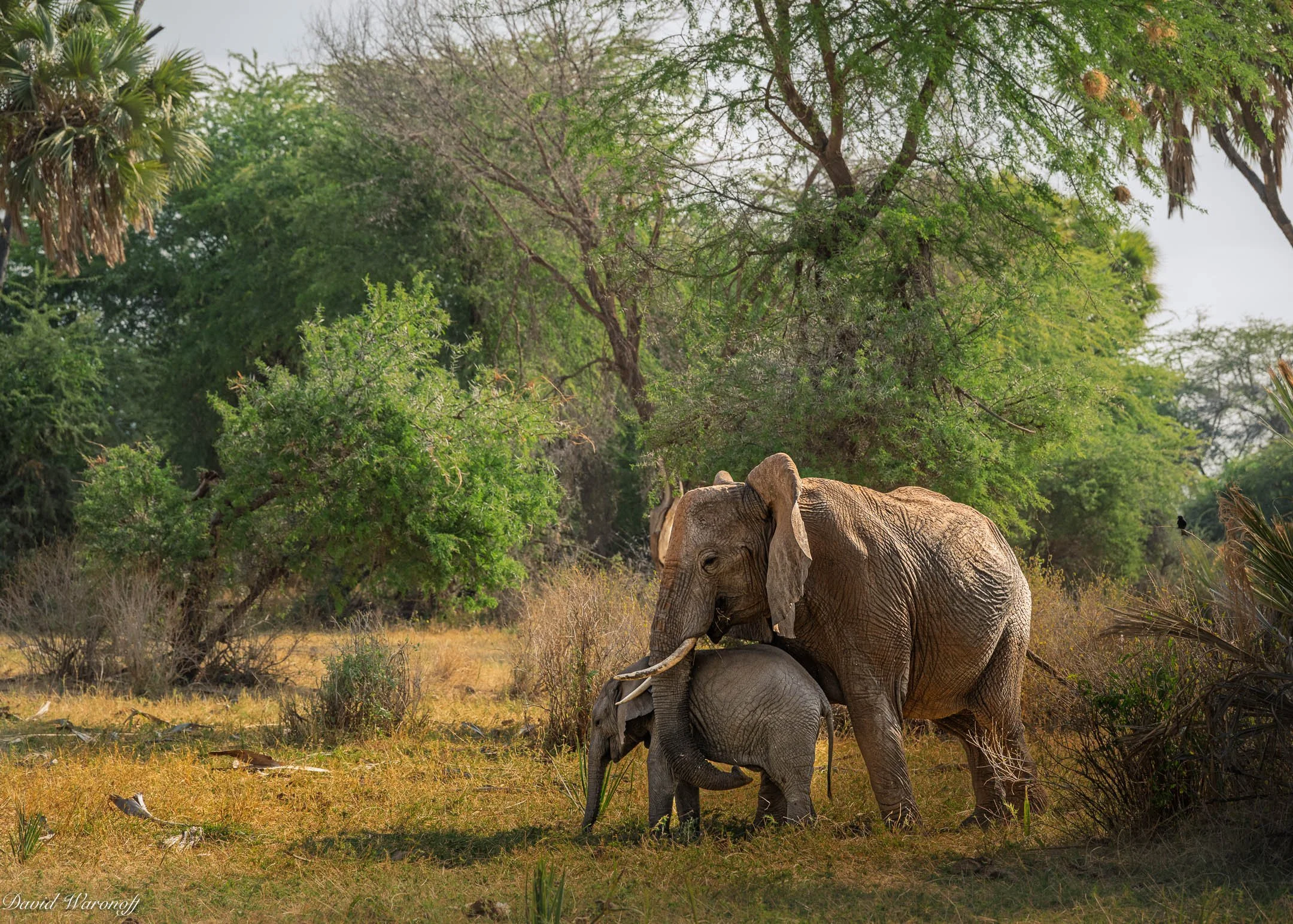 Samburu-91360.jpg