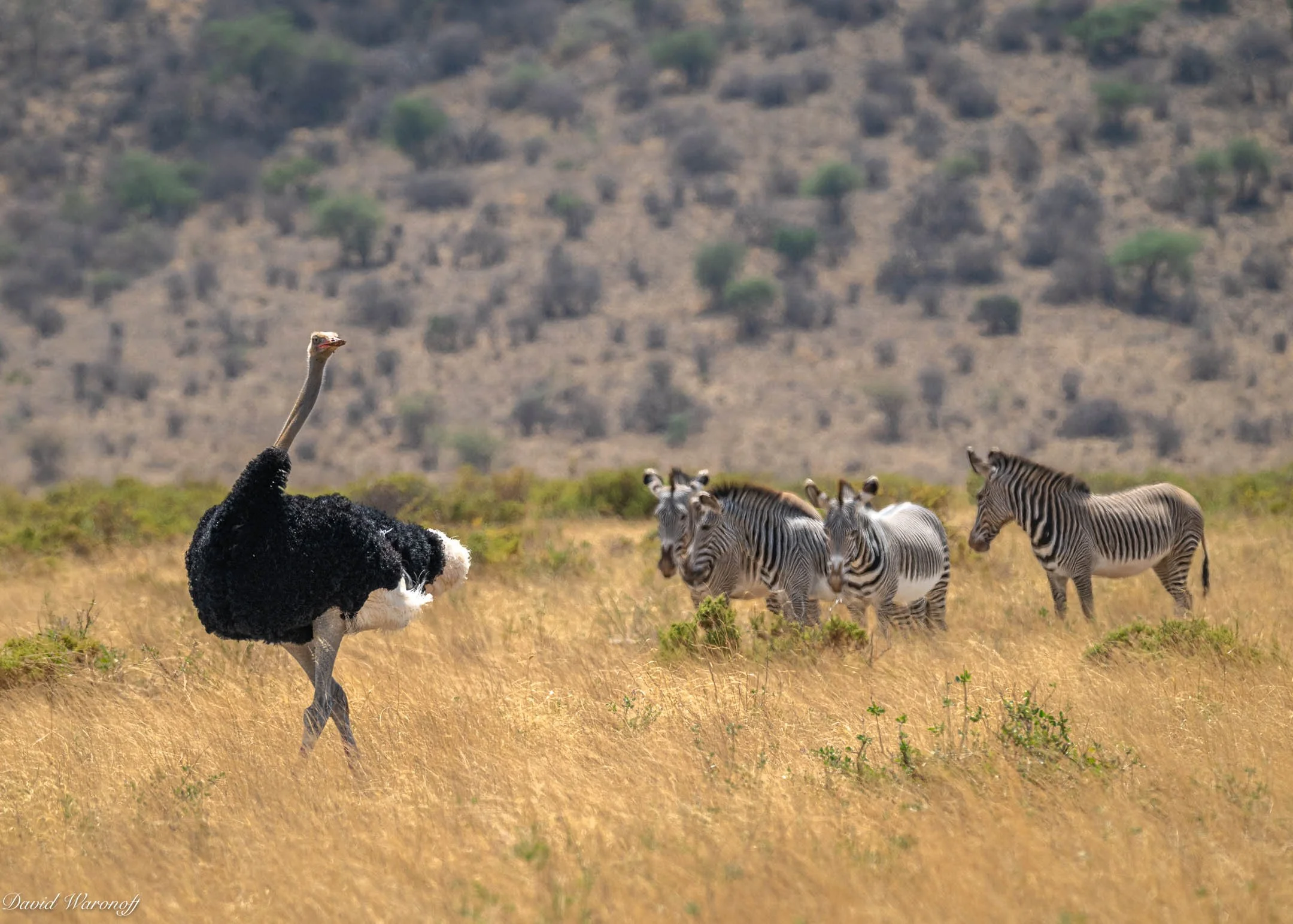 Samburu-84429.jpg