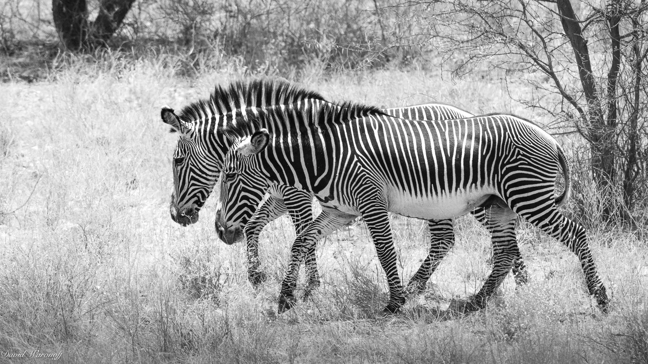Samburu-84950.jpg
