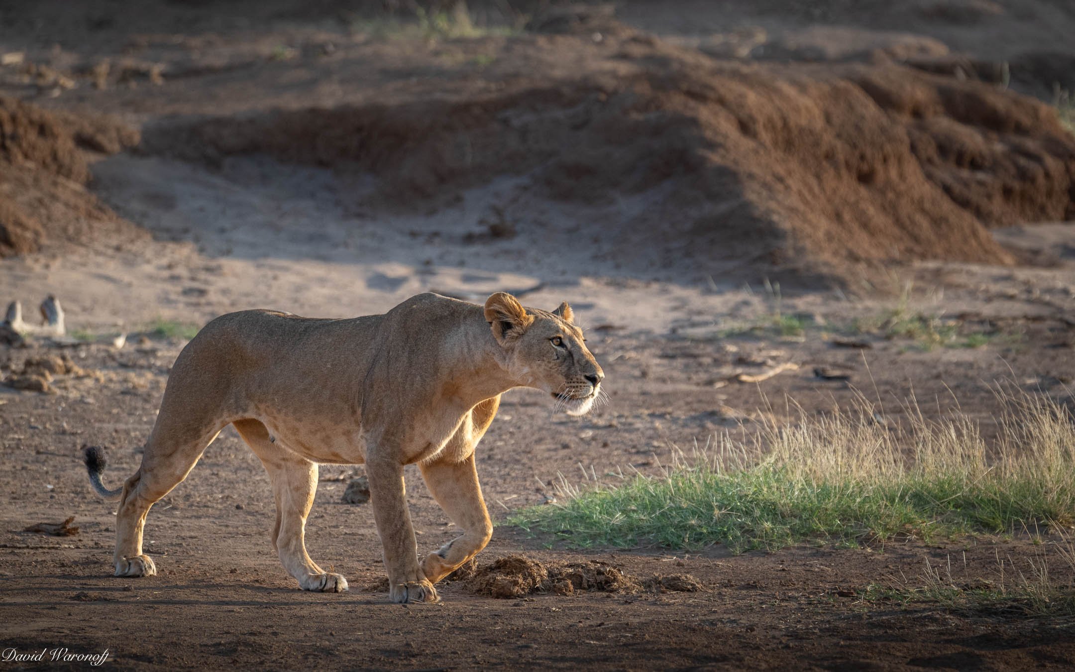 Samburu-85787.jpg