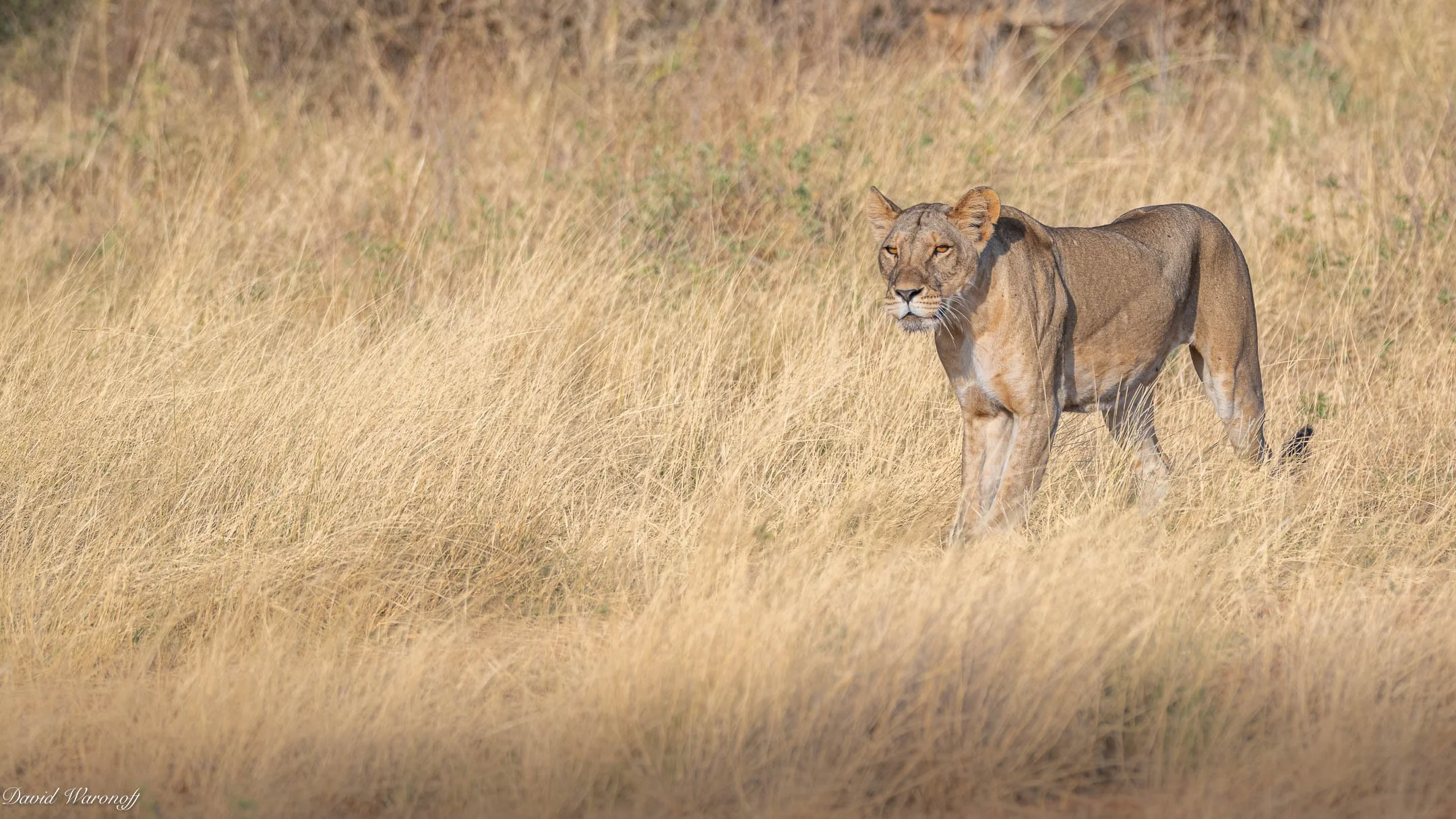 Samburu-85975.jpg
