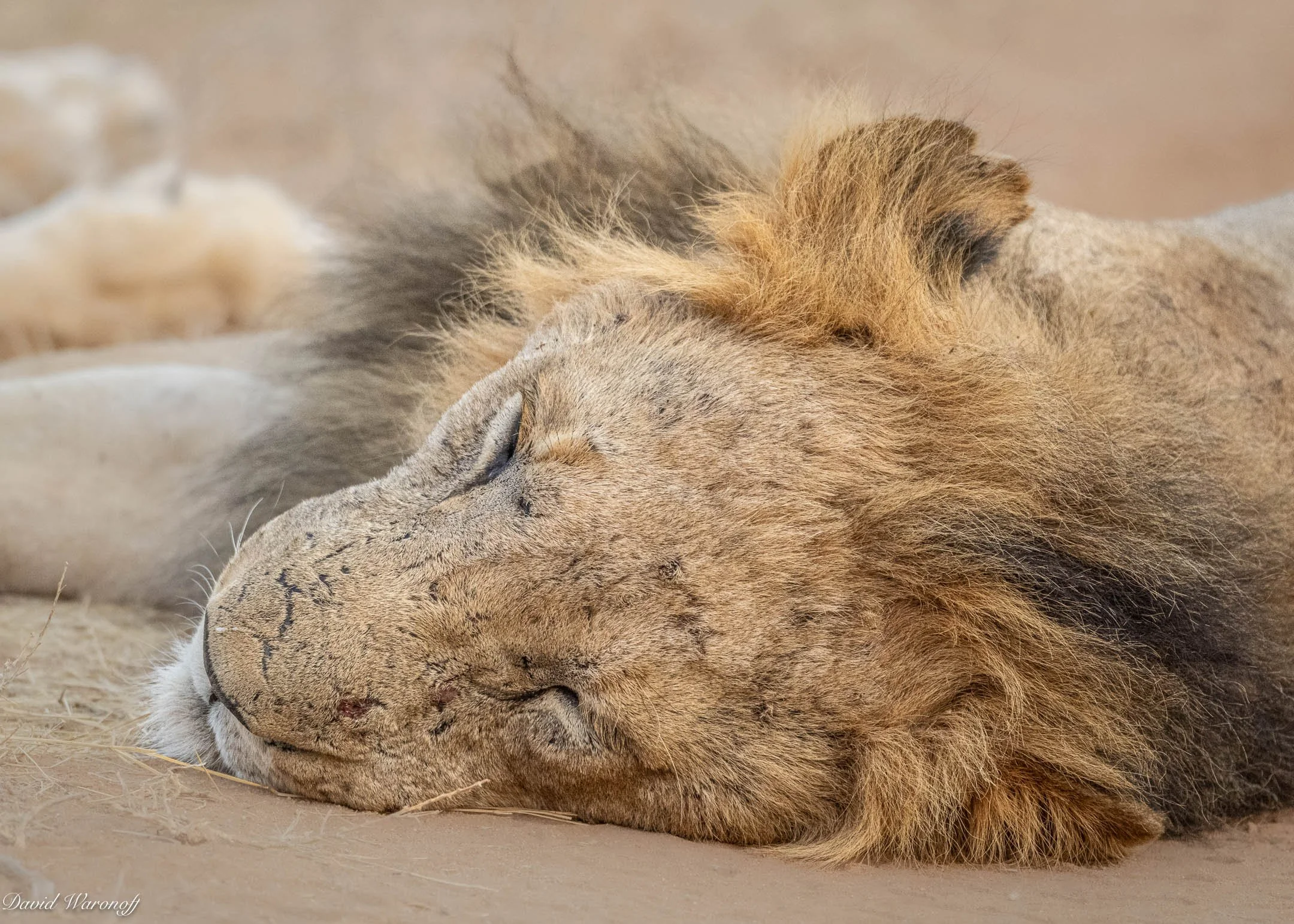 Samburu-90628.jpg