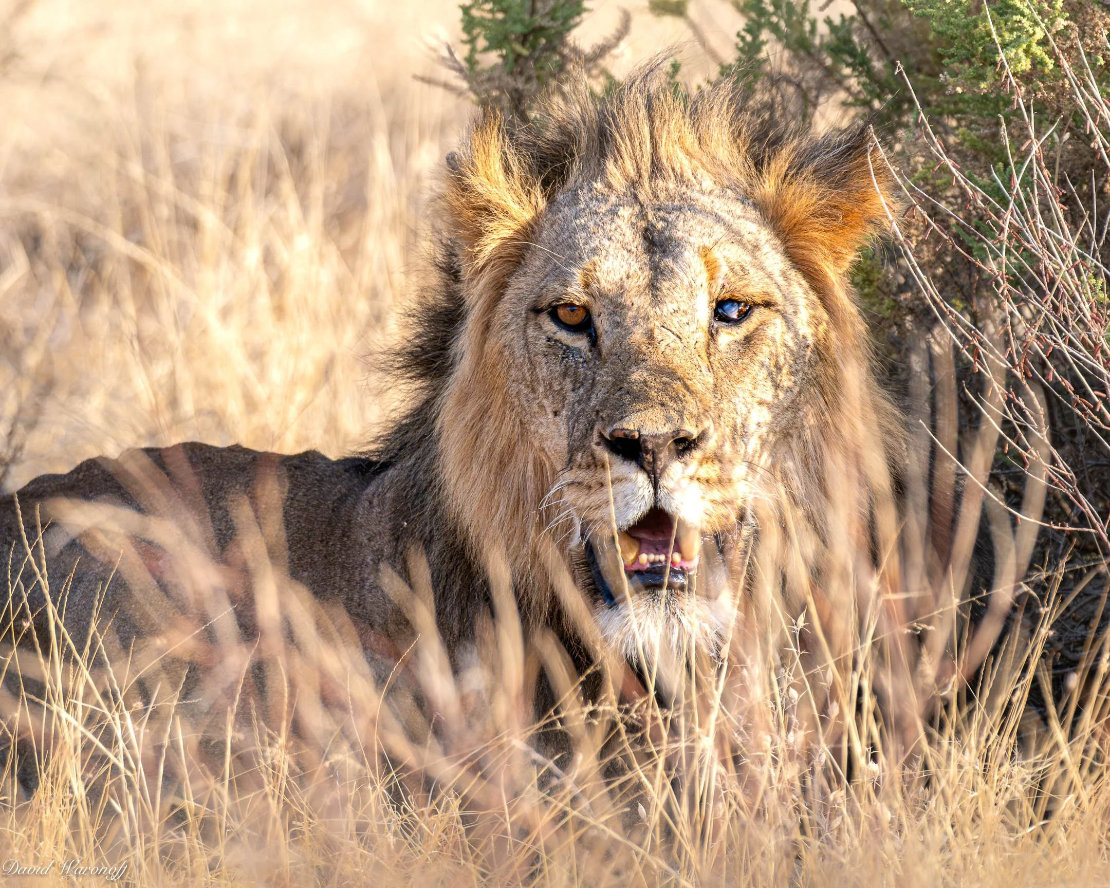 Samburu-86877.jpg