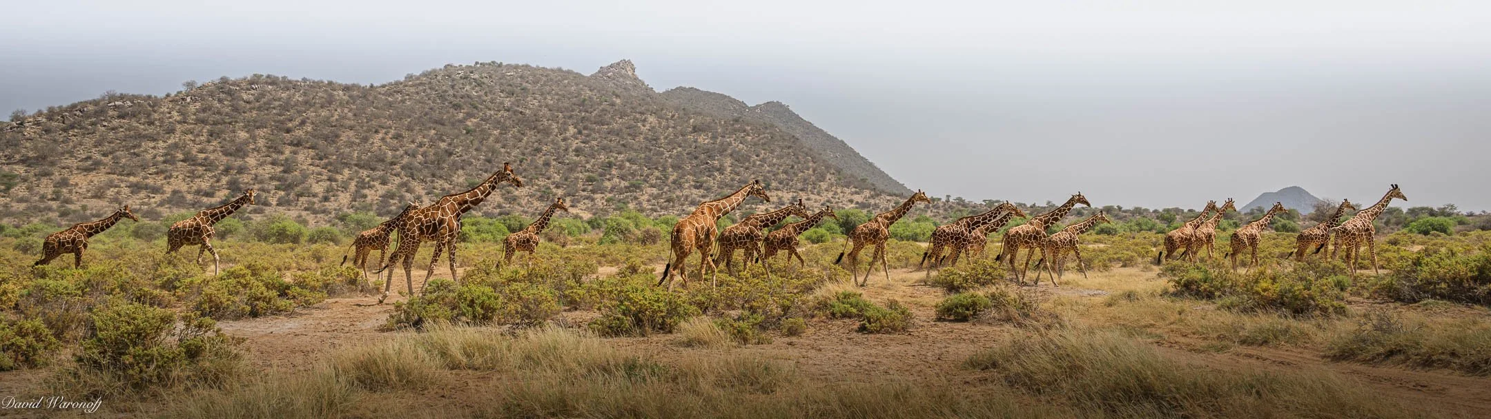 Samburu-92797.jpg