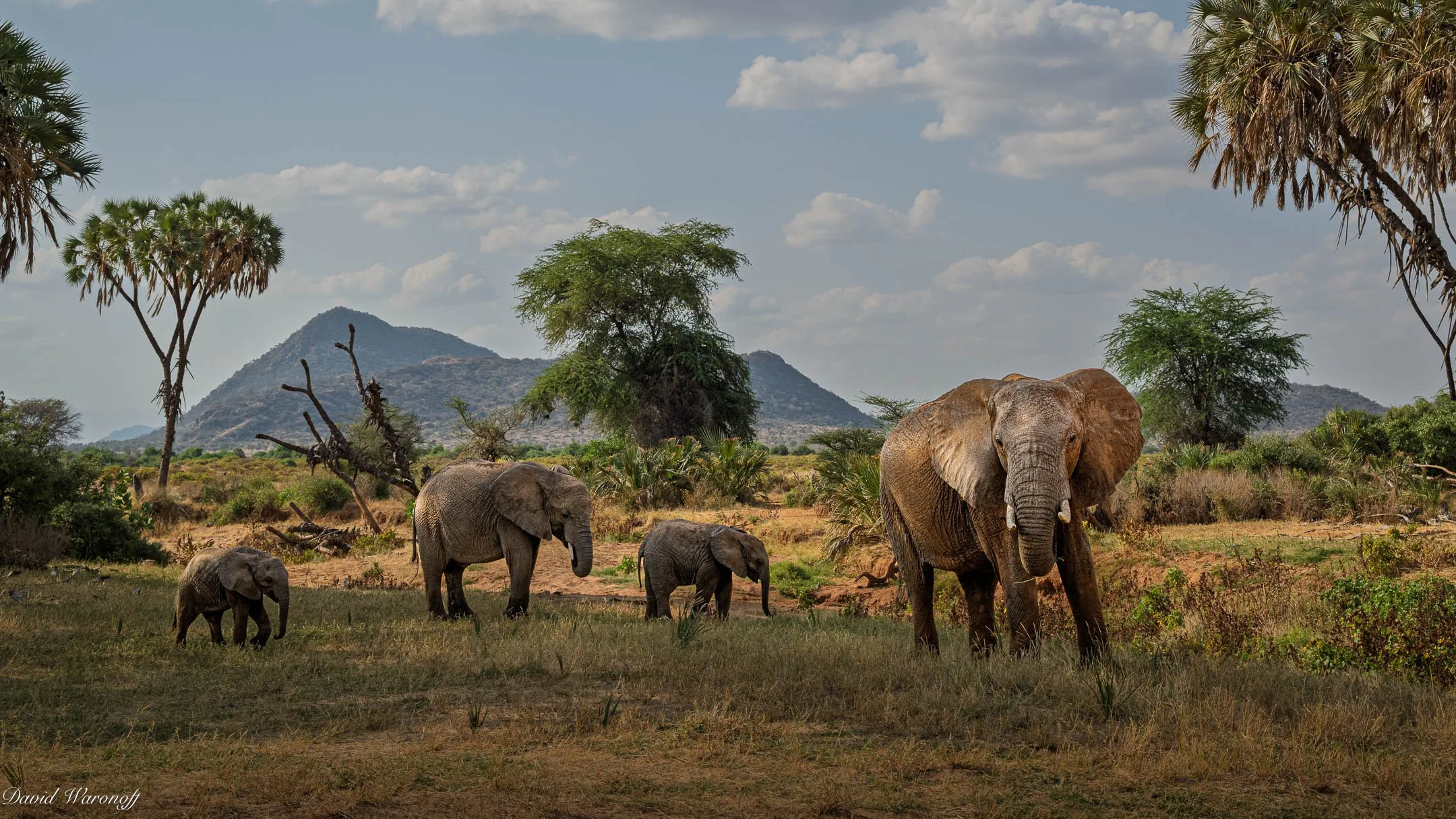 Samburu-91393.jpg