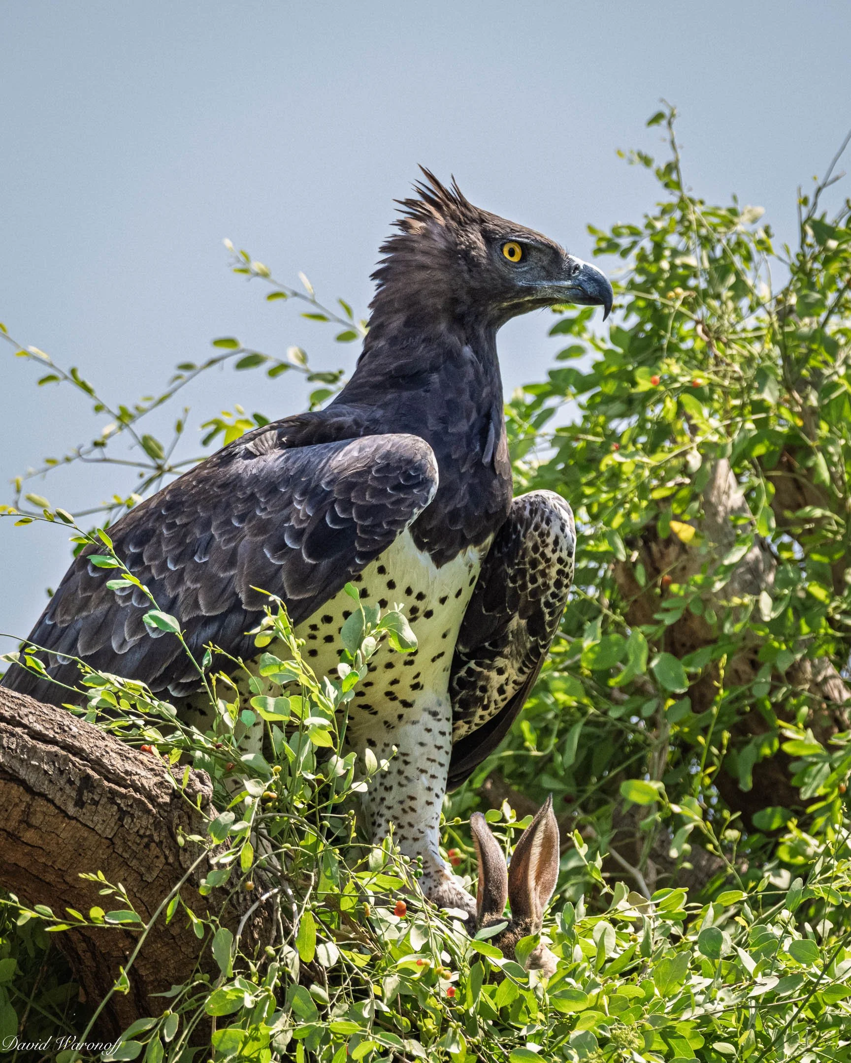 Samburu-86584.jpg