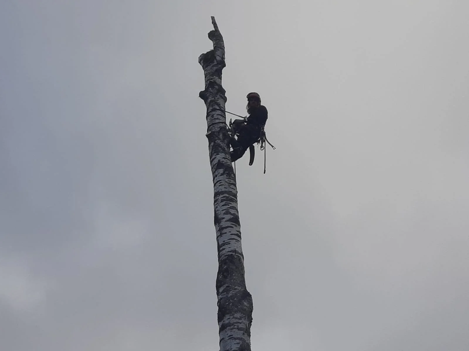 Jardinería profesional en Santander.

Poda en altura técnica y segura.

Mantenimiento de jardines y fincas en Cantabria.

Poda Grober: Tu experto en árboles y jardinería