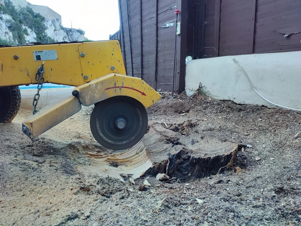 Jardinería profesional en Santander.

Poda en altura técnica y segura.

Mantenimiento de jardines y fincas en Cantabria.

Poda Grober: Tu experto en árboles y jardinería