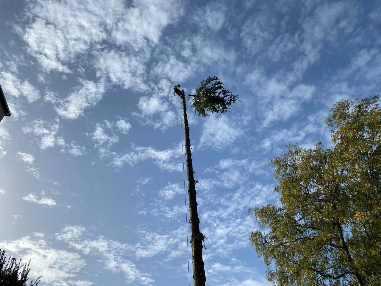 Jardinería profesional en Santander.

Poda en altura técnica y segura.

Mantenimiento de jardines y fincas en Cantabria.

Poda Grober: Tu experto en árboles y jardinería