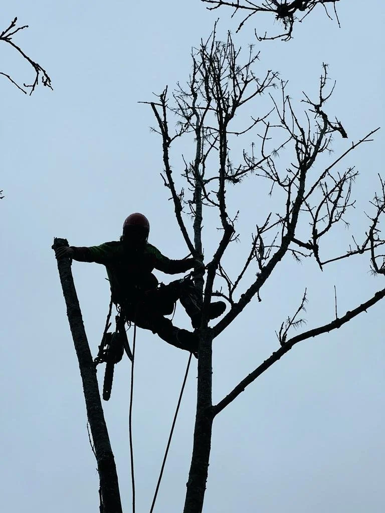 Jardinería profesional en Santander.

Poda en altura técnica y segura.

Mantenimiento de jardines y fincas en Cantabria.

Poda Grober: Tu experto en árboles y jardinería