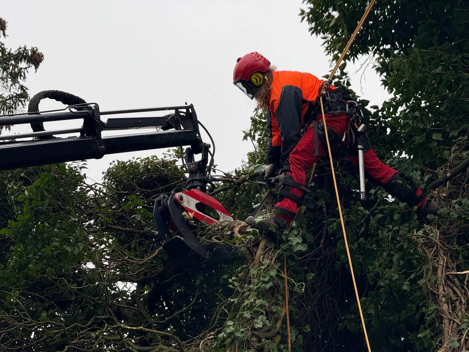 Jardinería profesional en Santander.

Poda en altura técnica y segura.

Mantenimiento de jardines y fincas en Cantabria.

Poda Grober: Tu experto en árboles y jardinería