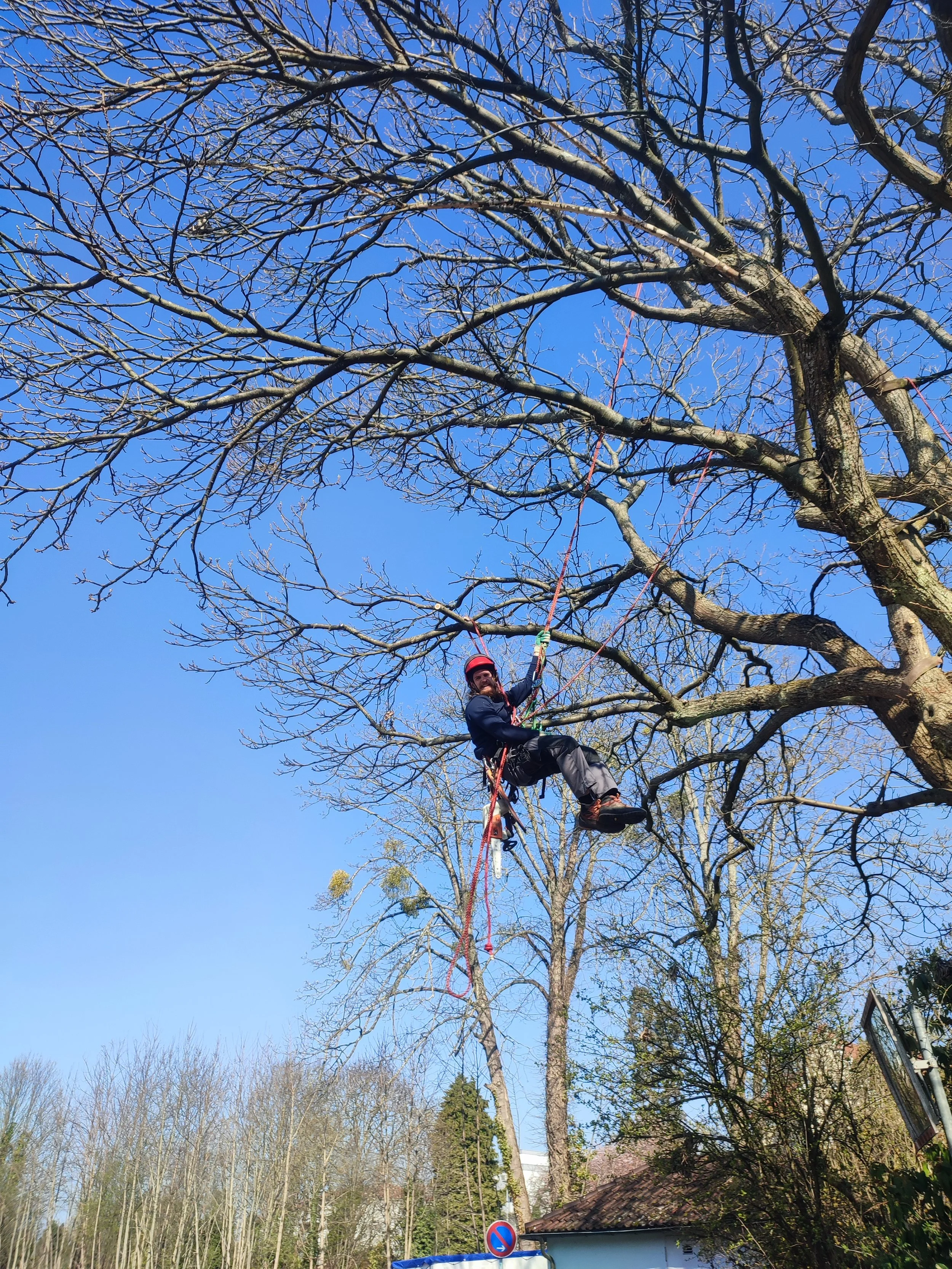Poda de árboles Cantabria, Mantenimiento arbolado, poda, paisajismo Cantabria, mantenimiento de árboles