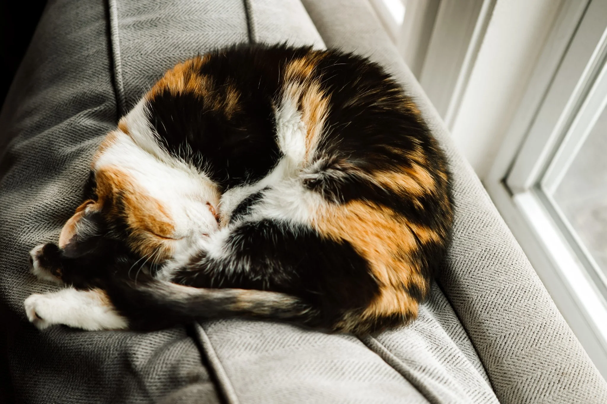 Snuggle up to your favorite buttercup &mdash; It's National Cat Day! 🐱

//

#nationalcatday #nationalcatday2024 #cat #catphoto #catsofinstagram #fishersin #fishersphotographer #fishersphotography #photo #indianaphotographer #familyphotographer #petp
