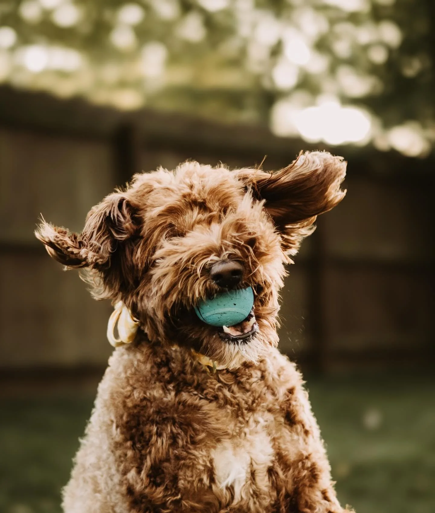 You&rsquo;re so golden. ✨

//

#photograph #photography #photographer #photosofinstagram #golden #goldendoodle #doodle #dog #puppy #dogphotography #dogphoto #warm #autjmn #autumnphoto #autumnphotography #fall #fallphoto #fallphotoshoot #fallphotograp
