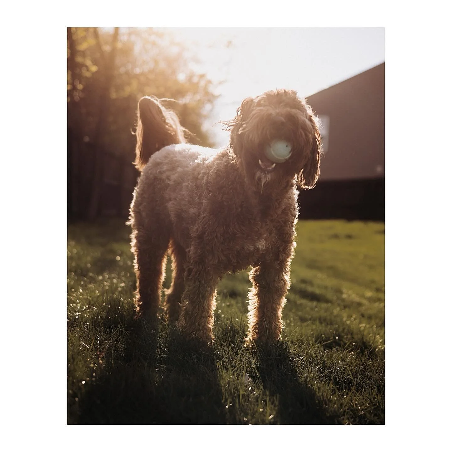 Ball is life. 🎾

I got a new toy this week so asked the pup to join me outside to give the new Goldstache by @polarpro a spin. I just adore that creamy golden backlight and can&rsquo;t wait to unlock more of what this filter has to offer.

#canonr6m