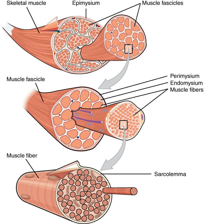 The physiology of myofascial release — Alana Rigby