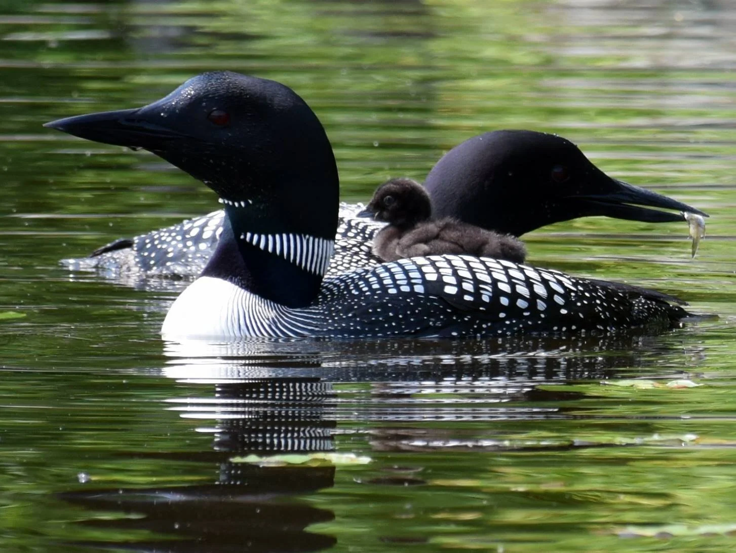 WLA Directors Meeting