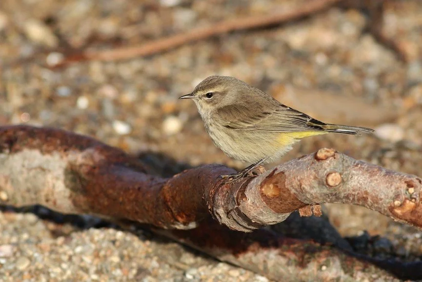 Bird Watching with Scott Isherwood Around Webb Lake