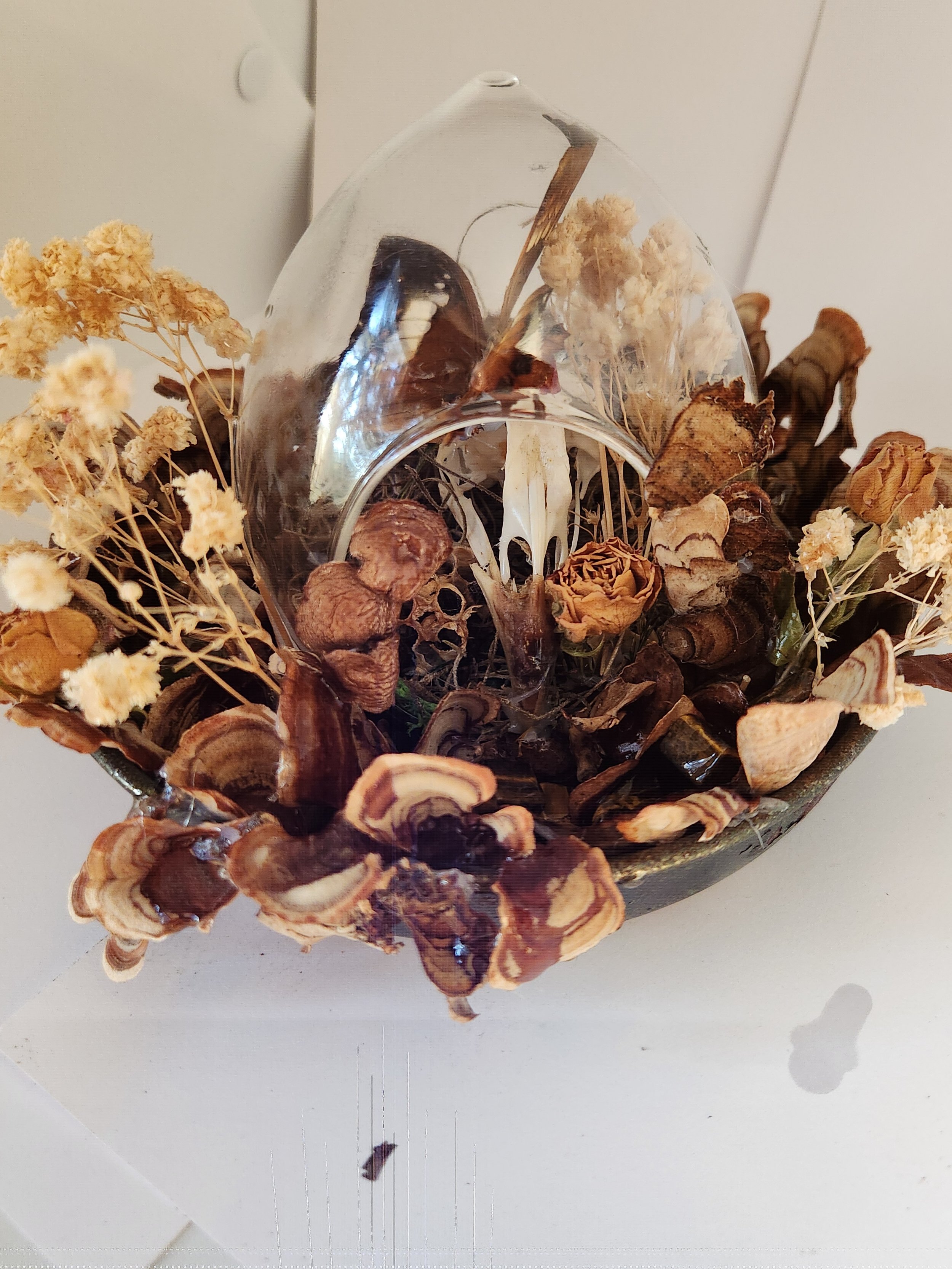 bird skull terrarium