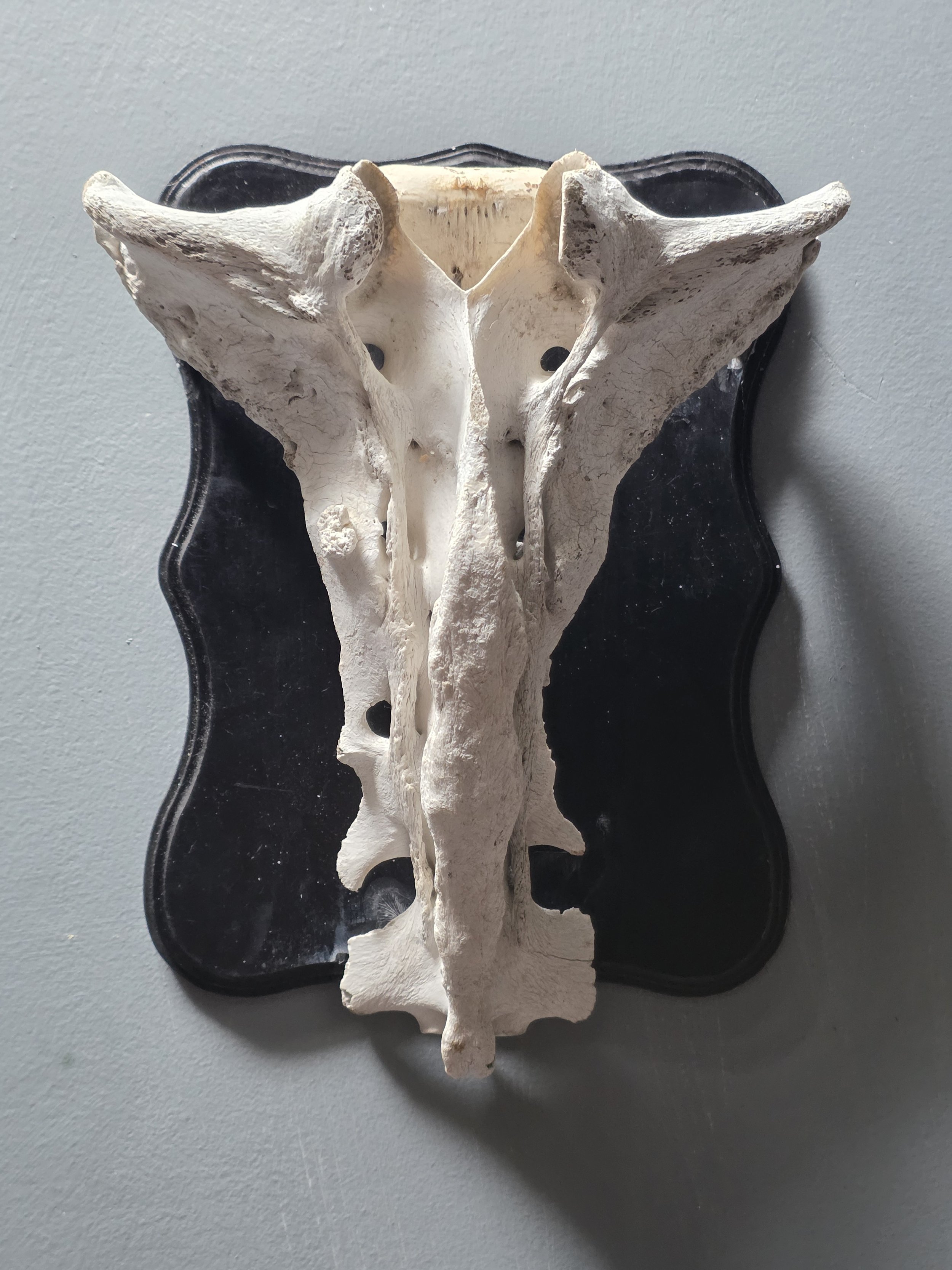 Mounted Cow Pelvis Bone – Natural History Wall Art