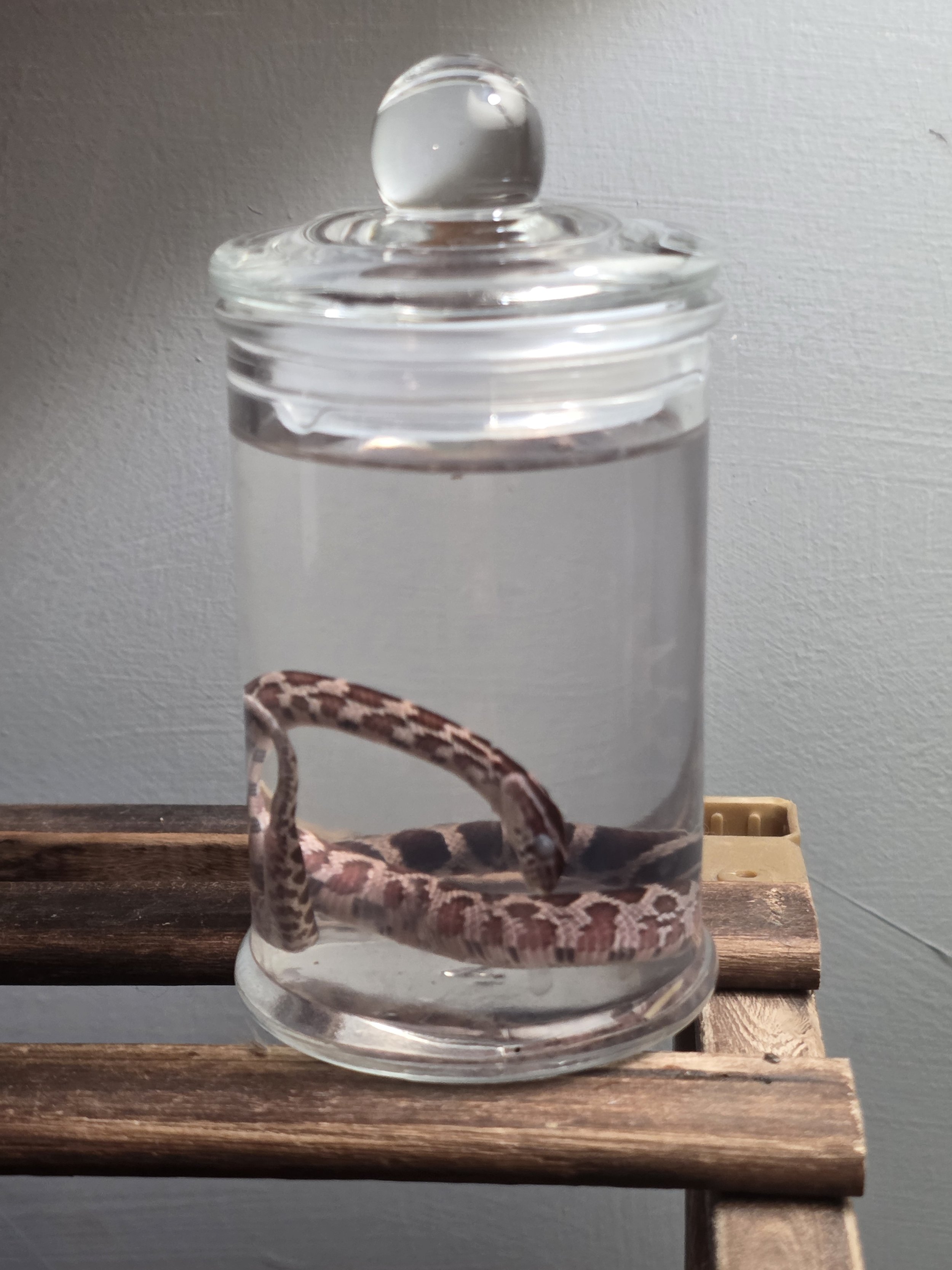 Black Rat Snake Wet Specimen