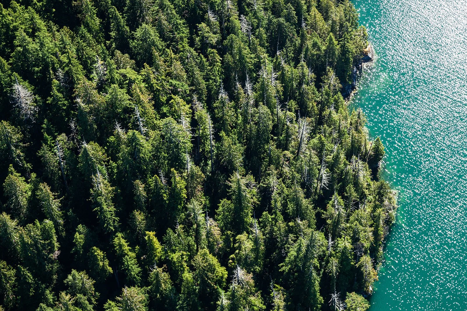 Old Growth Ocean Cedar Path Expeditions