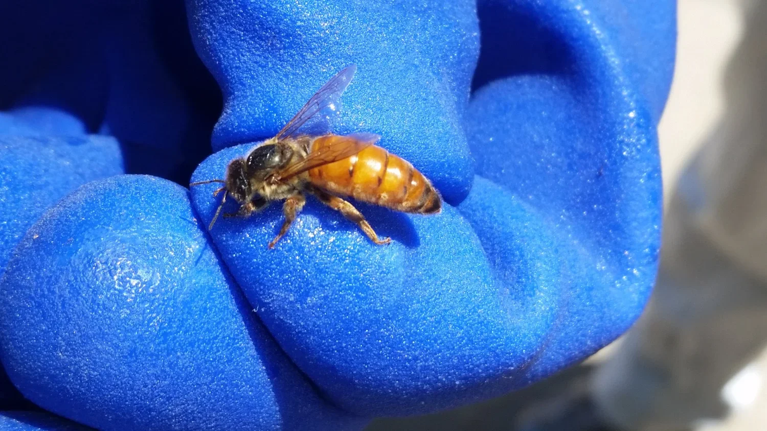 Virgin Queen (March)