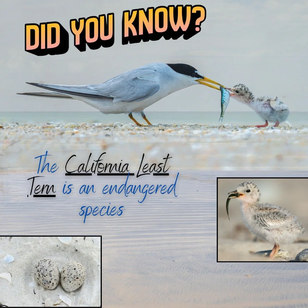 We&rsquo;re honored to share an upcoming tribal community&ndash;only event taking place this June (final date coming soon) in partnership with the U.S. Fish and Wildlife Service, Tribal Sacred Waters, Inc., and LINKS. This gathering will center Indig